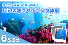 【和歌山 田辺・体験／1ボートダイビング】気軽に水中の世界を体験♪　6名様 / ダイビング スキューバダイビング ファンダイビング マリンスポーツ 体験 旅行 観光 レジャー アウトドア サンゴ 熱帯魚 水中 癒し 【tds002-6】