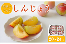 ＜先行予約＞すもも（しんじょう）4パック ※2025年6月中旬～6月下旬頃に順次発送予定【期間限定・数量限定】 / スモモ プラム 冷蔵 季節限定 お取り寄せ 産地直送 贈答品 ギフト 果物 フルーツ 田辺市 和歌山県【ymh010】
