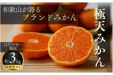 ＪＡ紀南ブランド　農家自慢の「極天みかん(木熟)」 3kg (Sサイズ) ※12月中旬～順次発送予定【期間限定・先行予約・11/30まで】  / 田辺市 温州みかん みかん ミカン 木熟みかん【jam004】
