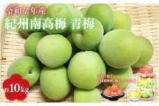 【2025年分先行予約】紀州南高梅　青梅 10kg（サイズ混合）※2025年5月下旬～順次発送予定 / 40000円 4万円 田辺市 果物 果実 くだもの かじつ 梅 生梅 梅干し うめぼし 梅酒 梅ジュース 梅シロップ 手作り 自家製 新鮮 収穫日発送 【sny003】