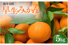 【先行予約】 完熟 越冬早生みかん5kg 【秀品】 （2026年1月以降順次発送予定） / 早生みかん 早生 ミカン 柑橘 フルーツ 果物 紀州産 和歌山県【tcs007-1】