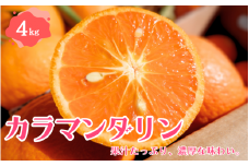 【先行予約】カラマンダリン 4kg 【2024年4月下旬～5月下旬頃より順次発送】 / みかん ミカン 蜜柑 カラマンダリン 和歌山 田辺市 紀州 くだもの 柑橘 フルーツ 【aoi008】
