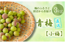 【先行予約】 青梅【小梅】 3kg（2025年5月頃から順次発送予定） / 生梅 梅干し 小粒 梅酒 梅ジャム 梅シロップ 産地直送 国産 和歌山 【tcs019】