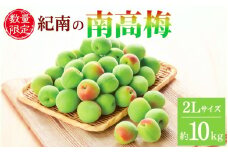 【2025年分予約】紀南の南高梅（2Lサイズ）約10kg ※2025年5月下旬～6月中旬頃順次発送予定 / 田辺市 果物 果実 くだもの かじつ 梅 青梅 生梅 梅干し うめぼし 梅酒 梅ジュース 梅シロップ 手作り 自家製 新鮮 【okw009】