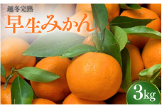 【先行予約】 完熟 越冬早生みかん3kg 【秀品】 （2026年1月以降順次発送予定） / 早生みかん 早生 ミカン 柑橘 フルーツ 果物 紀州産 和歌山県【tcs025】