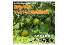 【ふるさと納税限定！早期受付】じゃばら果実（3キロ）【予約受付/11月下旬より順次発送】【njb182】