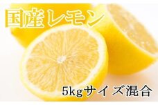 【産直】和歌山産レモン約5kg（サイズ混合）※2026年3月下旬～2026年5月上旬頃に順次発送【tec505B】