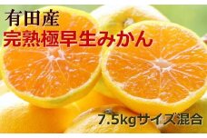【厳選】紀州有田の完熟極早生みかん約7.5kg(サイズ混合) ※2025年10月下旬より順次発送【tec802A】