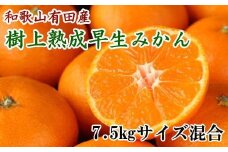紀州有田産早生みかんの樹上熟成みかん7.5kg(サイズ混合) ※2022年1月中旬より順次発送【tec804】