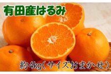 【厳選・濃厚】紀州有田産のはるみ約4kg(サイズおまかせ)※2026年1月下旬～2026年2月中旬頃順次発送【tec820B】