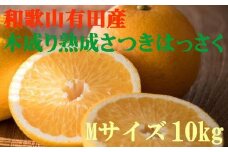 こだわりの和歌山有田産木成り熟成さつき八朔 10kg(Mサイズ) ※2024年4月上旬～下旬頃に発送予定（お届け日指定不可）【tec840】
