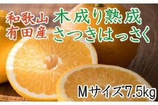 こだわりの和歌山有田産木成り熟成さつき八朔7.5Kg（Mサイズ）※2024年4月上旬～下旬頃に発送予定（お届け日指定不可）【tec842】
