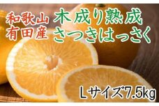 こだわりの和歌山有田産木成り熟成さつき八朔7.5Kg（Lサイズ）※2024年4月上旬～下旬頃に発送予定（お届け日指定不可）【tec843】