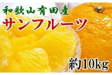 和歌山有田産サンフルーツ約10kg(M～3Lサイズおまかせ) ※2021年3月下旬～4月下旬にかけて順次発送【tec850】