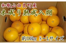 【先行予約】【産直】和歌山由良町産の木成り熟成八朔約10kg（S～Lサイズをお届け）※2026年3月中旬～2026年4月中旬頃に発送予定（お届け日指定不可）【tec875B】