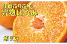 果肉ぷりぷり!完熟はるみ5kg　※2026年2月中旬頃～2026年2月下旬頃に順次発送予定(お届け日指定不可) 【uot732】