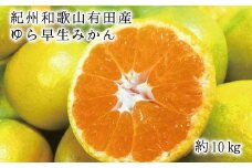 紀州和歌山 有田産 ゆら早生みかん 10kg ※2025年10月中旬頃～2025年10月末頃に順次発送予定(お届け日指定不可) / みかん ミカン 蜜柑 柑橘 早生 フルーツ 果物 くだもの 和歌山【uot734】