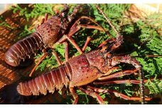 活き伊勢えび 3尾 約600g～700g とれたて新鮮 南紀黒潮イセエビ 【12月～1月に順次発送】 / 伊勢えび 伊勢海老 イセエビ【mws002B】