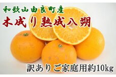 【先行予約】【産直】和歌山由良町産の木成り熟成八朔訳ありご家庭用約10kg（サイズ混合）※2026年3月中旬～2026年4月中旬頃に順次発送予定（お届け日指定不可） 【tec916B】