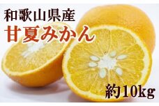 和歌山県産甘夏みかん約10kg（サイズおまかせ）【tec919】