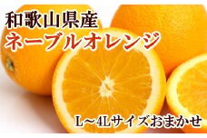 【濃厚】和歌山県産ネーブルオレンジ 15玉～27玉（L～4Lサイズおまかせ）【tec918】