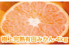 樹上完熟有田みかん4kg+120g（傷み補償分）【光センサー選別】＜11月上旬より順次発送予定＞【ikd006A】