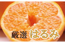 ＜先行予約＞厳選はるみ3.5kg+105g（傷み補償分）【デコポンの姉妹品種・新食感春みかん】【光センサー選別】※2025年2月上旬～3月下旬ごろに順次発送【ikd050B】