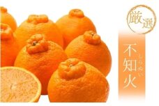 ＜2月より発送＞【先行予約】厳選不知火7.5kg+250g（傷み補償分）【デコポンと同品種・人気の春みかん】【ikd054D】