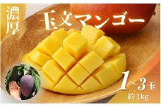 【希少マンゴー】濃厚玉文マンゴー　約1kg(1～2玉) ※2025年9月中旬～9月下旬頃に順次発送【ard040A】