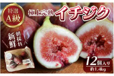 樹上完熟イチジク　特選 A 級品 M〜L サイズ 総重量 約 1.4 kg 無花果 いちじく 完熟 フルーツ くだもの【mat107】