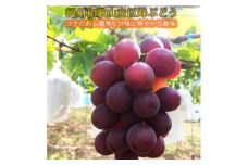 紀州和歌山産巨峰約８００ｇ×２セット【uot755】