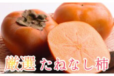 ＜10月より発送＞厳選たねなし柿4kg（傷み補償分）【刀根早生・平核無柿（ひらたねなしかき）】【カキ・種無柿・種無し柿・種なし柿・無核柿】【ikd058B】