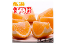 ＜6月発送＞厳選甘夏柑6.5kg+195g（傷み補償分）【初夏のみかん・旬の果物】【有田産】【光センサー食べ頃出荷】【ikd065A】