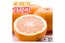 ＜6月発送＞家庭用甘夏柑10kg+300g（傷み補償分）【初夏のみかん・旬の果物】【有田産】【光センサー食べ頃出荷】【わけあり・訳あり】【ikd070A】