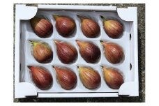 樹上完熟イチジク 化粧箱入り 12個 / いちじく 無花果 完熟 フルーツ くだもの 贈答用【mat106】