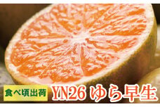 【先行予約】家庭用有田みかん サイズ混合(2S～2L) 7.5kg+250g  ※10月より発送(極早生)【わけあり・訳あり】※北海道・沖縄・離島配送不可 / みかん ミカン 果物 くだもの フルーツ 柑橘 和歌山 有田みかん 有田【ikd017B】