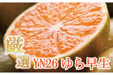 【先行予約】プレミアム有田みかん 7.5kg+250g（傷み補償分） ※10月より発送(ゆら早生) ※北海道・沖縄・離島配送不可 / 和歌山 有田 みかん ミカン 柑橘 果物 フルーツ 有田みかん 【ikd111C】