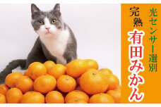 樹上完熟有田みかん6.5kg+195g（傷み補償分）【光センサー選果】＜11月上旬より順次発送予定＞【ikd115A】
