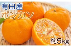 [濃厚・春みかん]有田産ポンカン約5kg(サイズおまかせ) ※2025年2月上旬～下旬頃発送予定（お届け日指定不可） 【tec932】