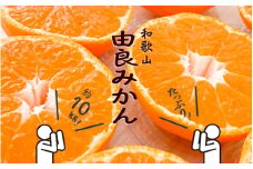 和歌山由良みかん 秀品 約10kg サイズおまかせ(Ｌ・М・Ｓ) いずれかお届け【sml111A】