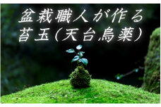 盆栽職人が作る苔玉(天台烏薬) / ギフト 徐福 伝説 自然 天然 新宮 【mtt001】