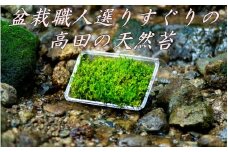 盆栽職人選りすぐりの高田の天然苔 / ギフト 自然 天然 新宮 熊野【mtt002】