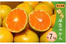 濃厚な味わい ゆら早生みかん 約7kg サイズ混合【10月上旬より発送】希少品種《有機質肥料100％》※2025年10月上旬より順次発送予定【nuk002D】