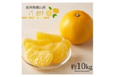 紀州和歌山産 八朔（はっさく） 約10kg ※2026年2月上旬頃～2026年2月下旬頃に順次発送 ※日付指定不可 八朔 はっさく 柑橘 果物 くだもの フルーツ【uot785】