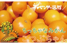 ＼光センサー選別／ちっちゃな有田みかんこつぶみかん約5kg （3S～Sサイズ混合）有機質肥料100% 先行予約 みかん 温州みかん ミカン 小粒【nuk145B】