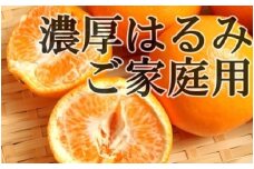 【数量限定】【農家直送】濃厚はるみみかん(ご家庭用)３kg ※2024年1月下旬～2月下旬頃に順次発送予定【ard180】
