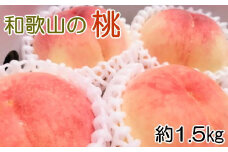 【産直・人気の特産品】和歌山の桃　約1.5kg  ※2025年6月下旬～2025年8月上旬頃に順次発送【tec946A】