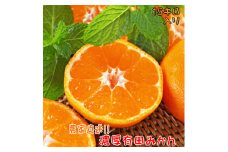 【先行予約　2024年11月～発送】【産地直送】濃厚 有田みかん 15kg ミカン 蜜柑 果物 フルーツ くだもの 国産 和歌山県広川町 ※2024年11月上旬～2024年12月下旬頃に順次発送予定　
【ard069B】