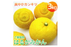 【先行予約】【人気柑橘】有田育ちの はるか みかん（訳あり 家庭用）約3kg ※2025年1月下旬～2月下旬頃に順次発送予定 ※着日指定不可【ard141A】