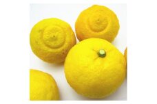 【先行予約】【人気柑橘】有田育ちの はるか みかん（訳あり 家庭用）約4.5kg　※2025年1月下旬～2月下旬頃に順次発送予定 ※着日指定不可【ard156A】